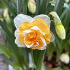 Narcise cu flori mari, bicolore si duble, parfumate - Narcissus 'Golden Pearl'