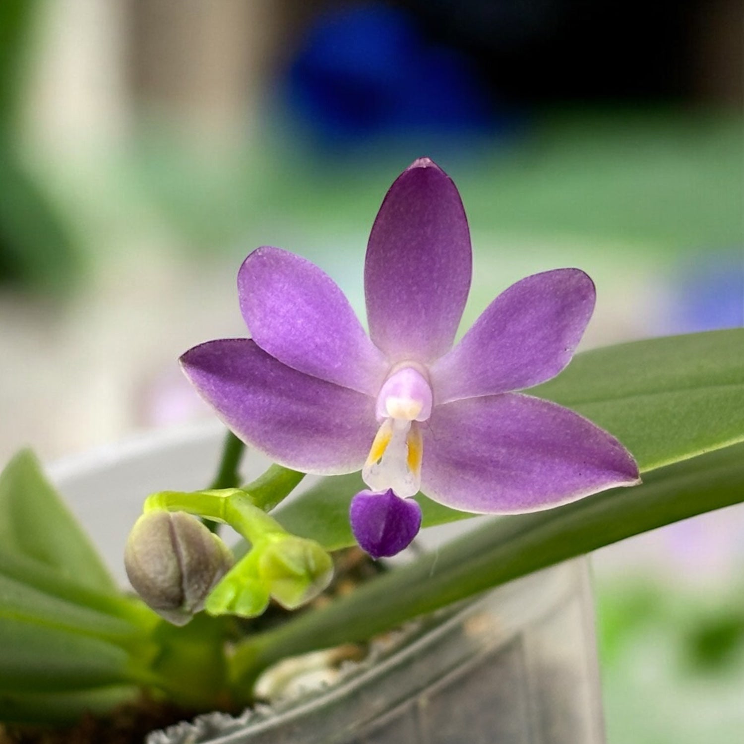 Phalaenopsis Purple Martin var. blue - parfumata – Secret Garden