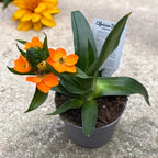 Ornithogalum dubium oranžový (Hvězda z Betléma)