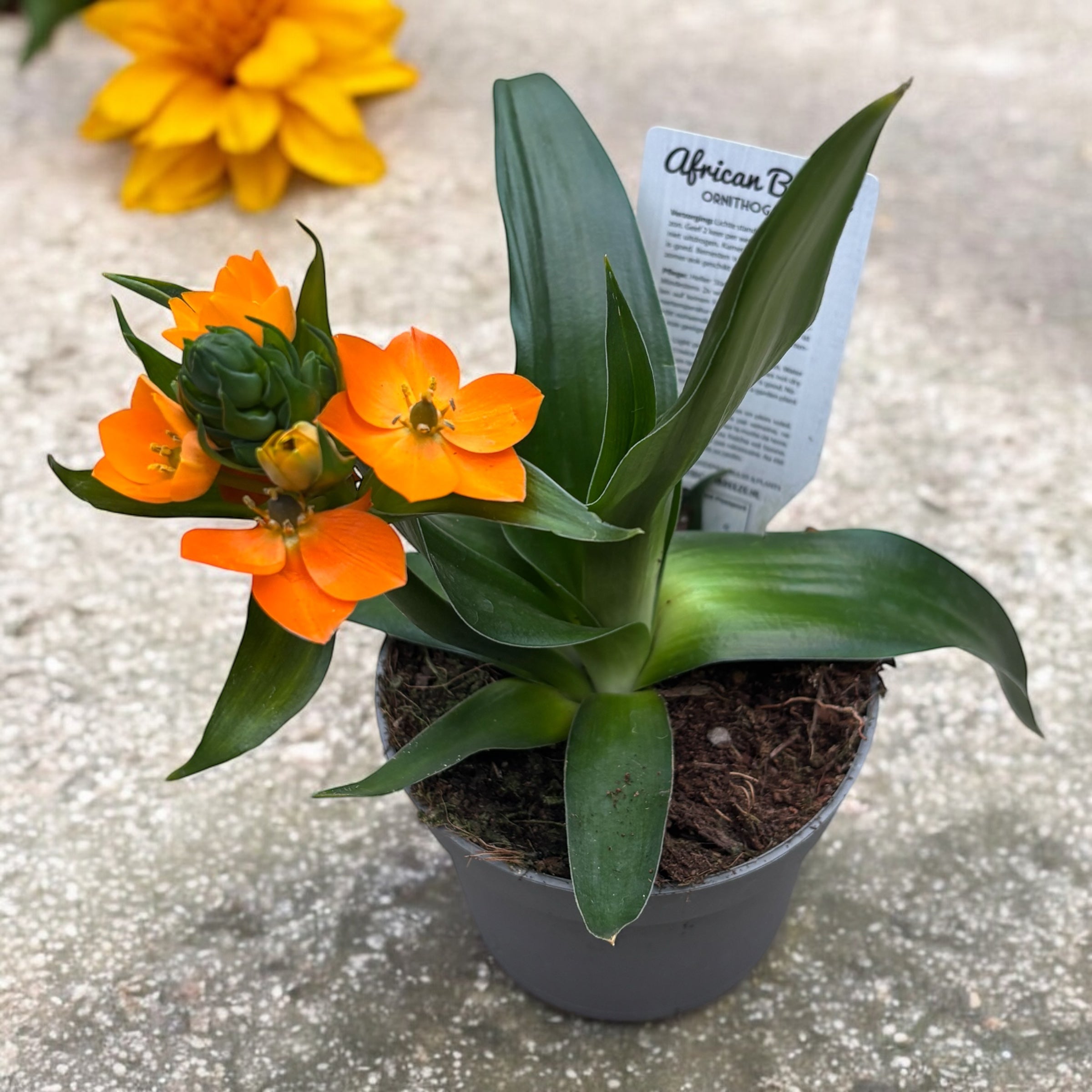 Ornithogalum dubium portocaliu (Steaua din Bethleem)