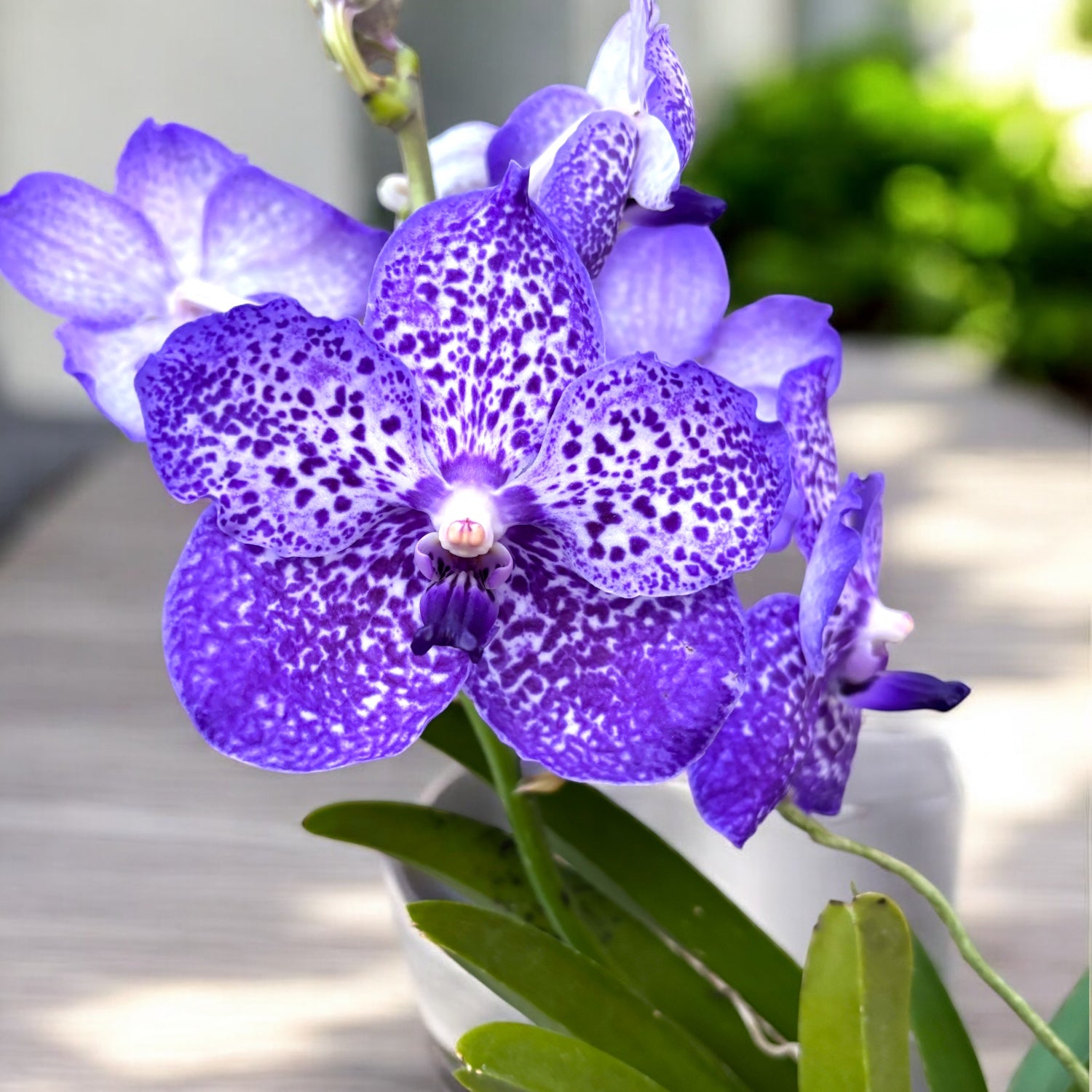 Vanda Violet Blue Spot (Ansu)
