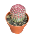Rotstacheliger Regenbogenkaktus (Echinocereus rigidissimus var. rubispinus)