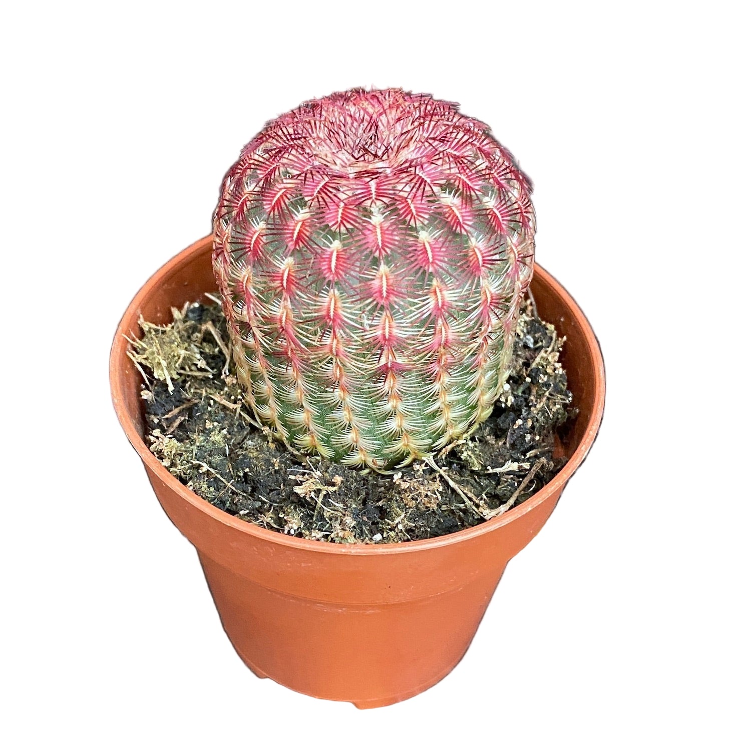 Red-Spined Rainbow Cactus (Echinocereus Rigidissimus var. Rubispinus)