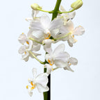 Doritis pulcherrima alba (2 Pflanzen/Topf)