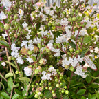 Lagerstroemia indica 'With Love Virgin' - liliac indian cu flori albe si inflorire spectaculoasa