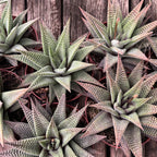 Haworthia limifolia 'Spider White'