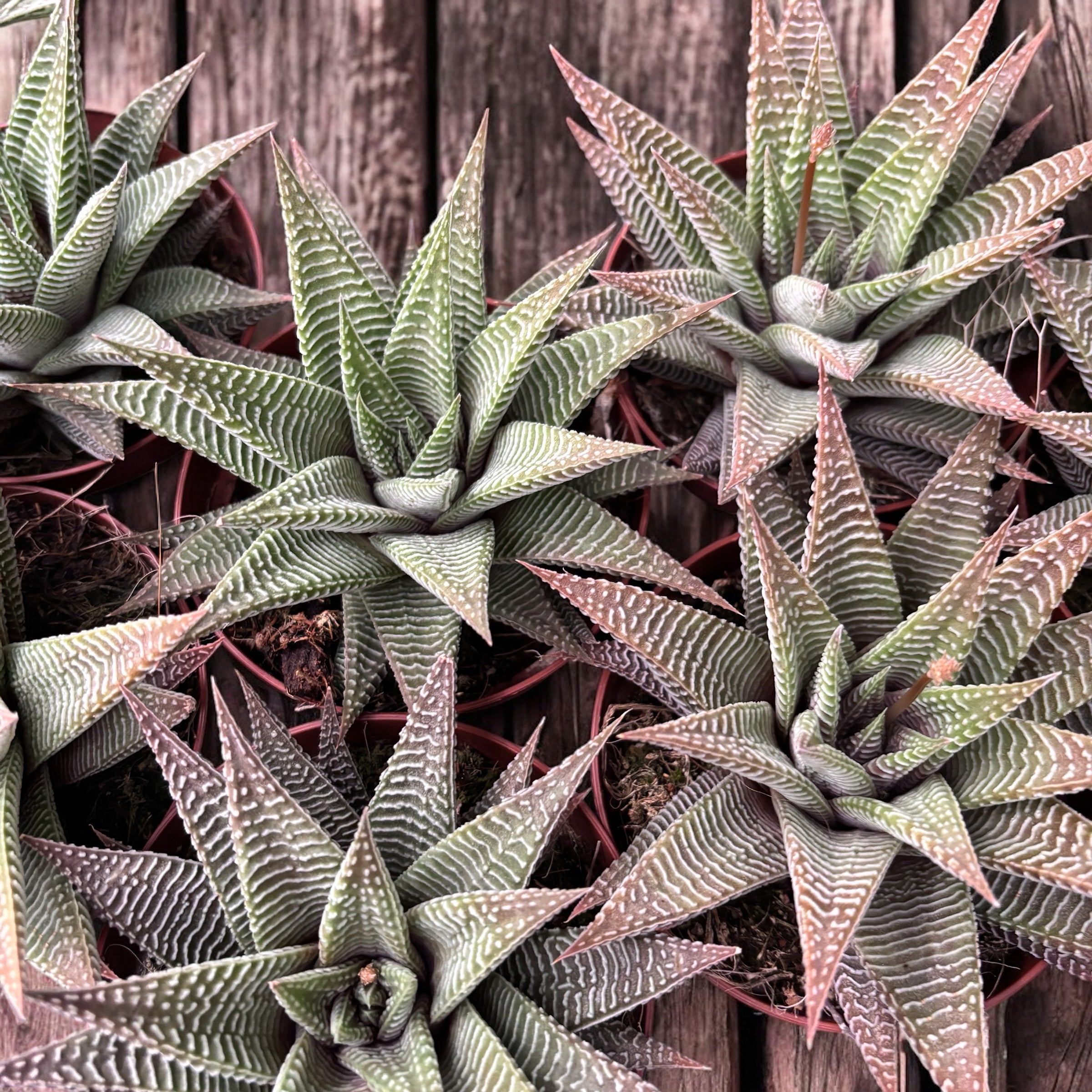 Haworthia limifolia 'Spider White'