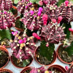 Gymnocalycium Friedrichii (grafted)