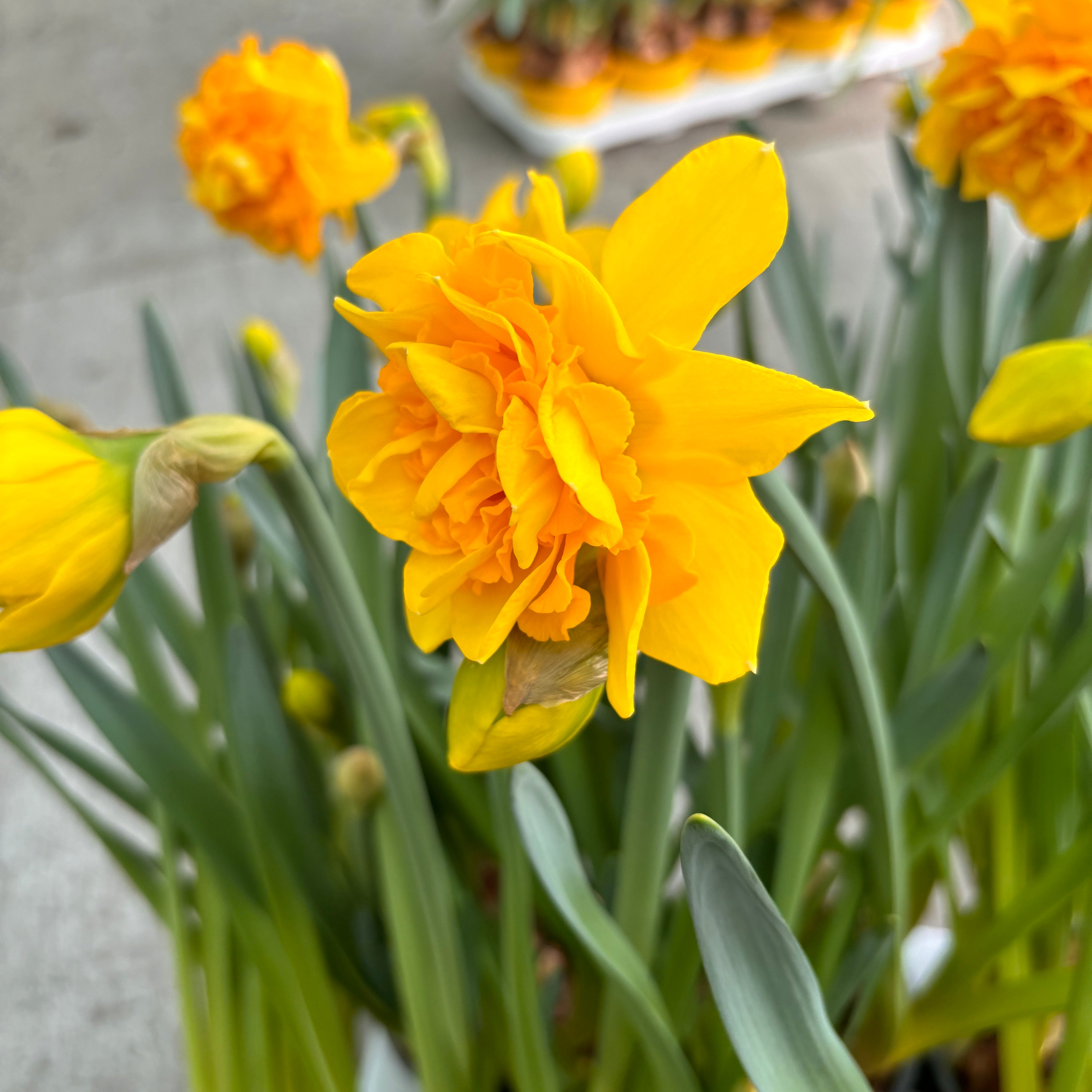 Narcise galbene duble, flori parfumate, XL -  Narcissus 'Sunday Star' (4 bulbi/ghiveci)