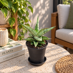Sansevieria ‘Snow Lotus’ - compacte rozet met fijne roodachtige randen