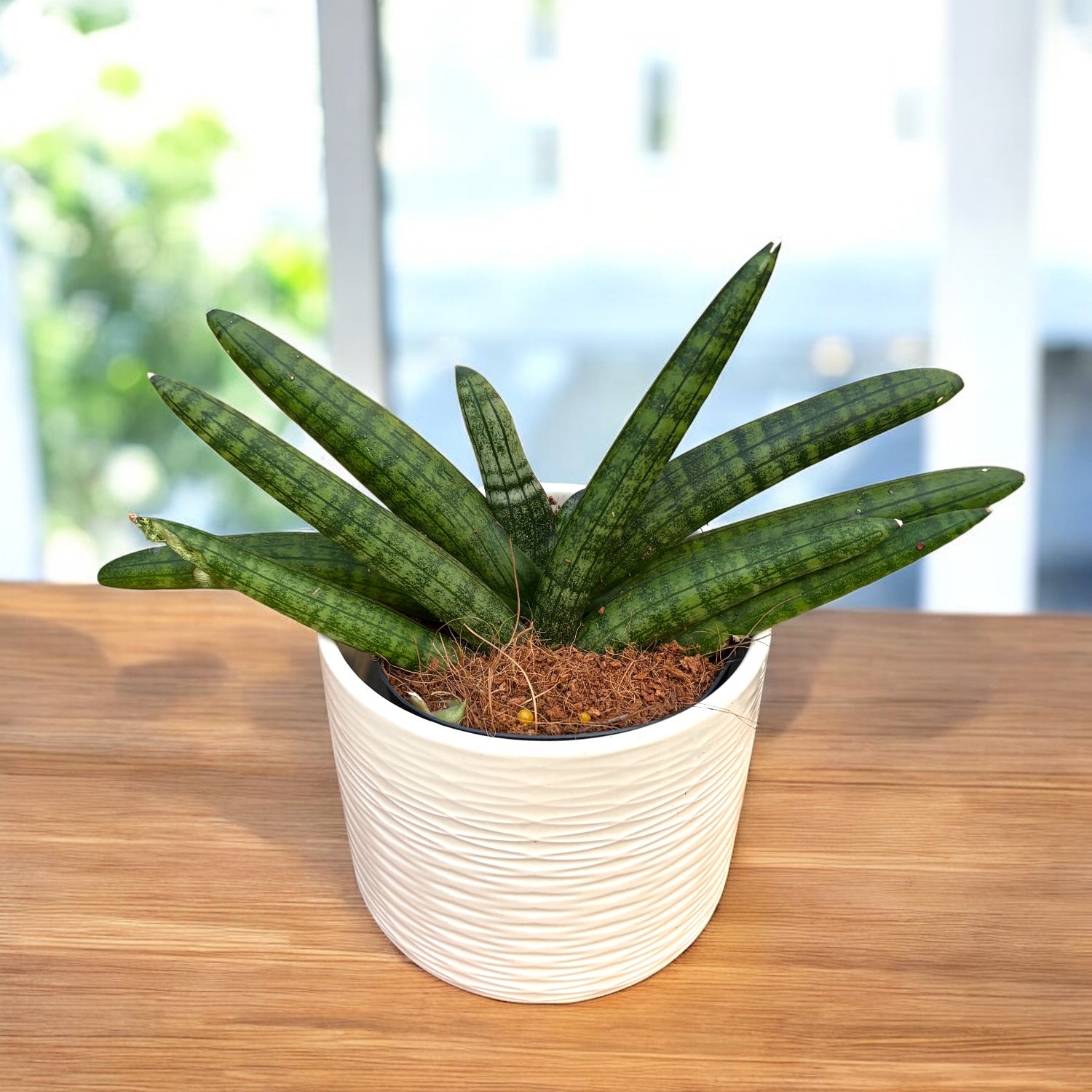 Sansevieria cylindrica Skyline