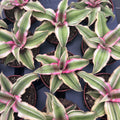 Cryptanthus 'Rubin Star'