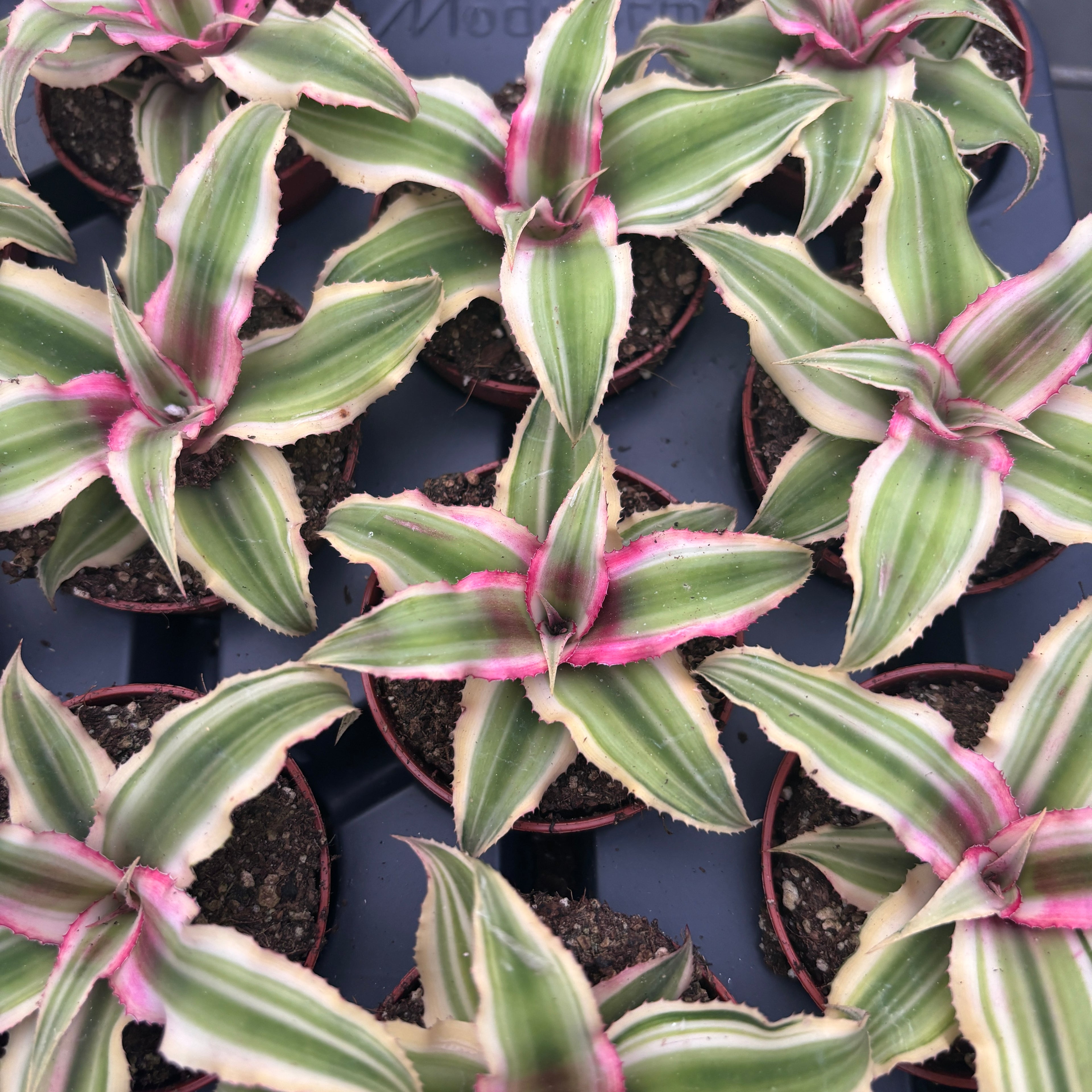 Cryptanthus ‘Rubin Star’