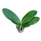 Phalaenopsis David Lim (Phalaenopsis gigantea x Phalaenopsis amboinensis)