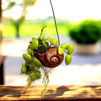 Dischidia Vidalii x Sp. Île de Camiguin – montée dans une coquille ‘Snaily’