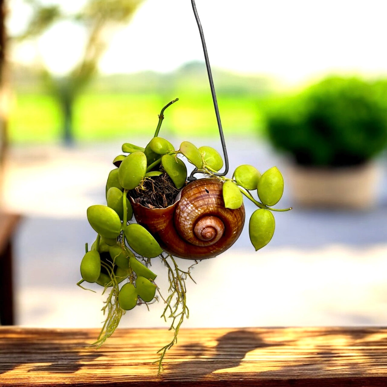 Dischidia Vidalii x Sp. Camiguin Island – montata in cochilie ‘Snaily’