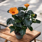 Хибискус роза-синенсис 'Бомбай'