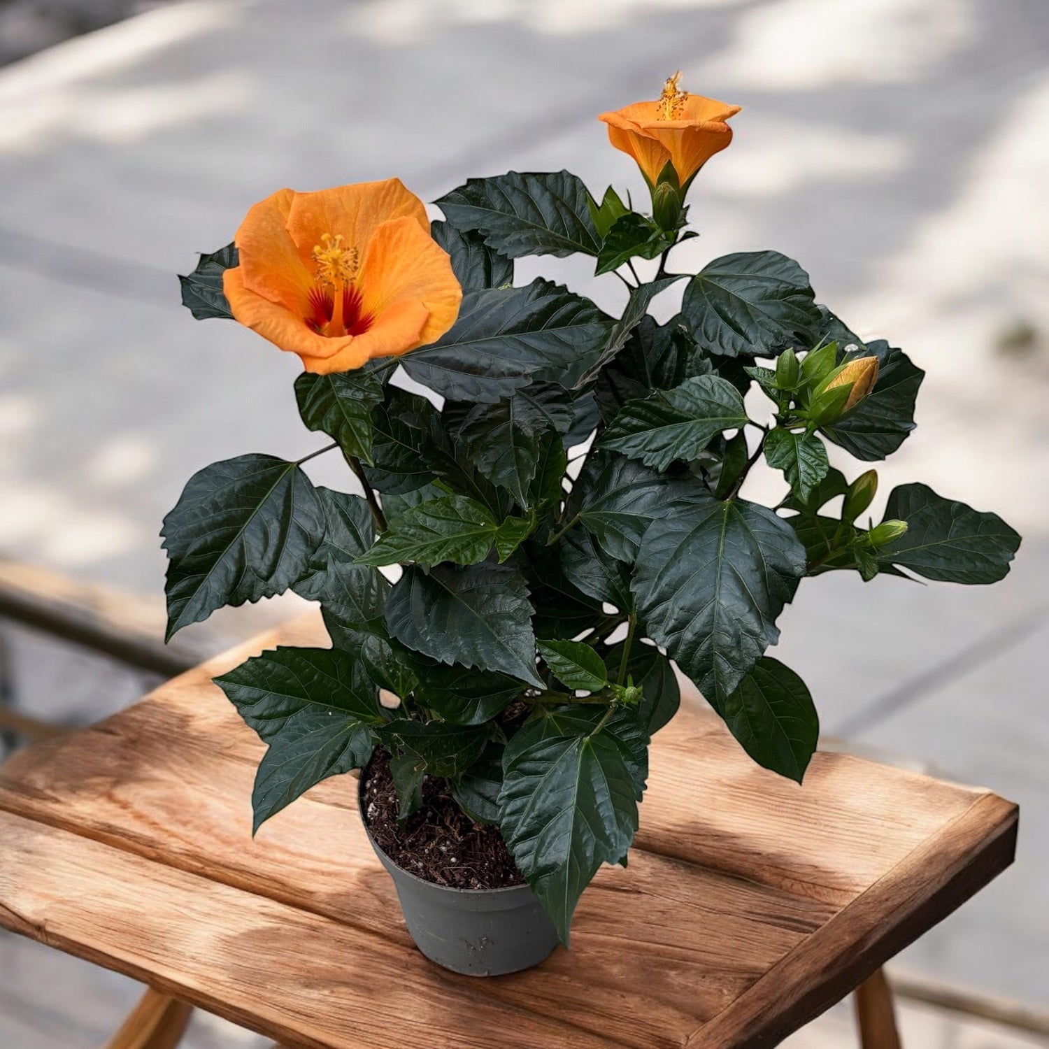 Hibiszkusz rosa-sinensis 'Bombay'