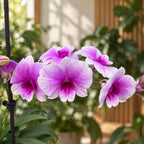 Dendrobium Yaya Victoria „Doreen's Delight”