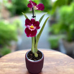 Miltoniopsis Red Tide αρωματική