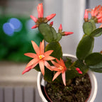 Rhipsalidopsis 'Colombia' (pasztellvirág) 2db