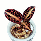 Anoectochilus albolineatus 'Variegata' (Peloric Jewel Orchid)