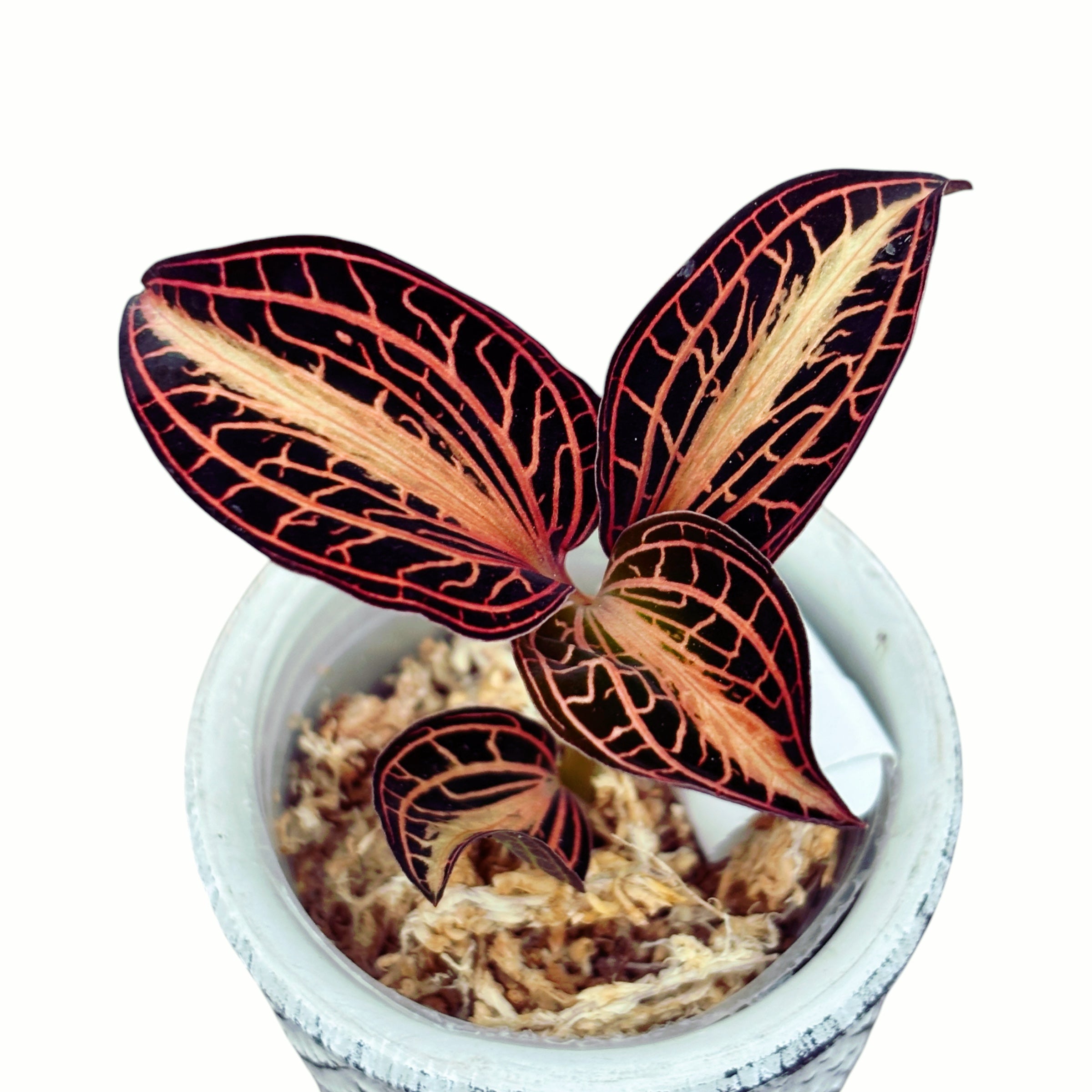 Anoectochilus albolineatus 'Variegata' (Peloric Jewel Orchid)