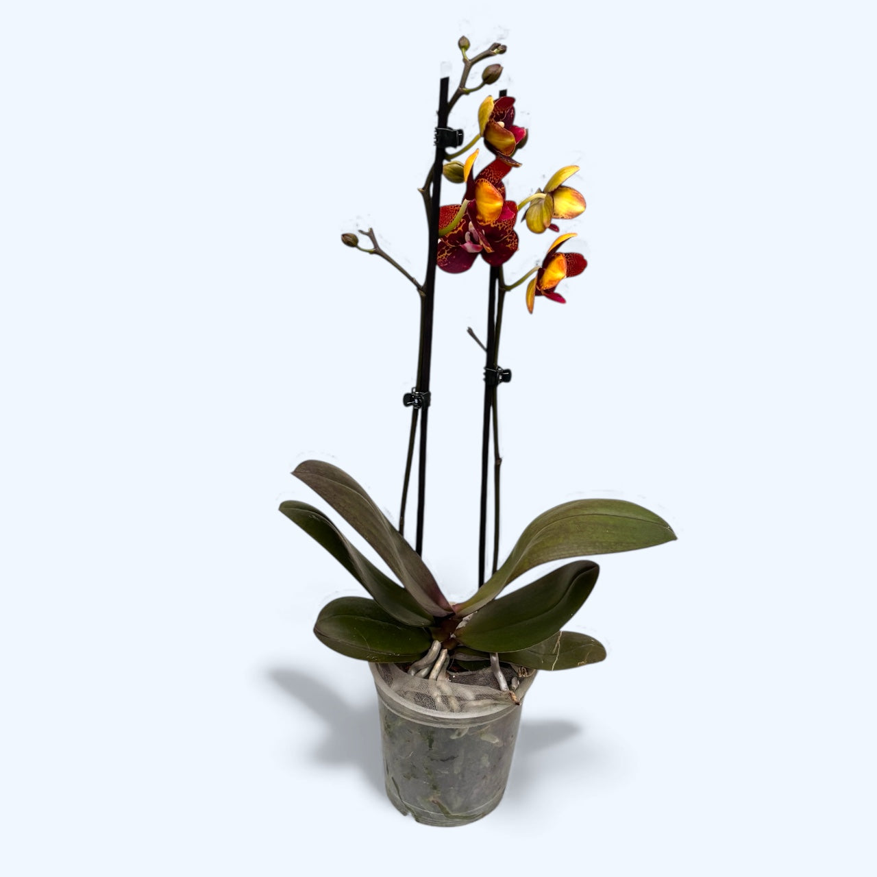 Phalaenopsis GC Reyoung Lava
