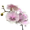 Phalaenopsis Queen Kiss labio grande