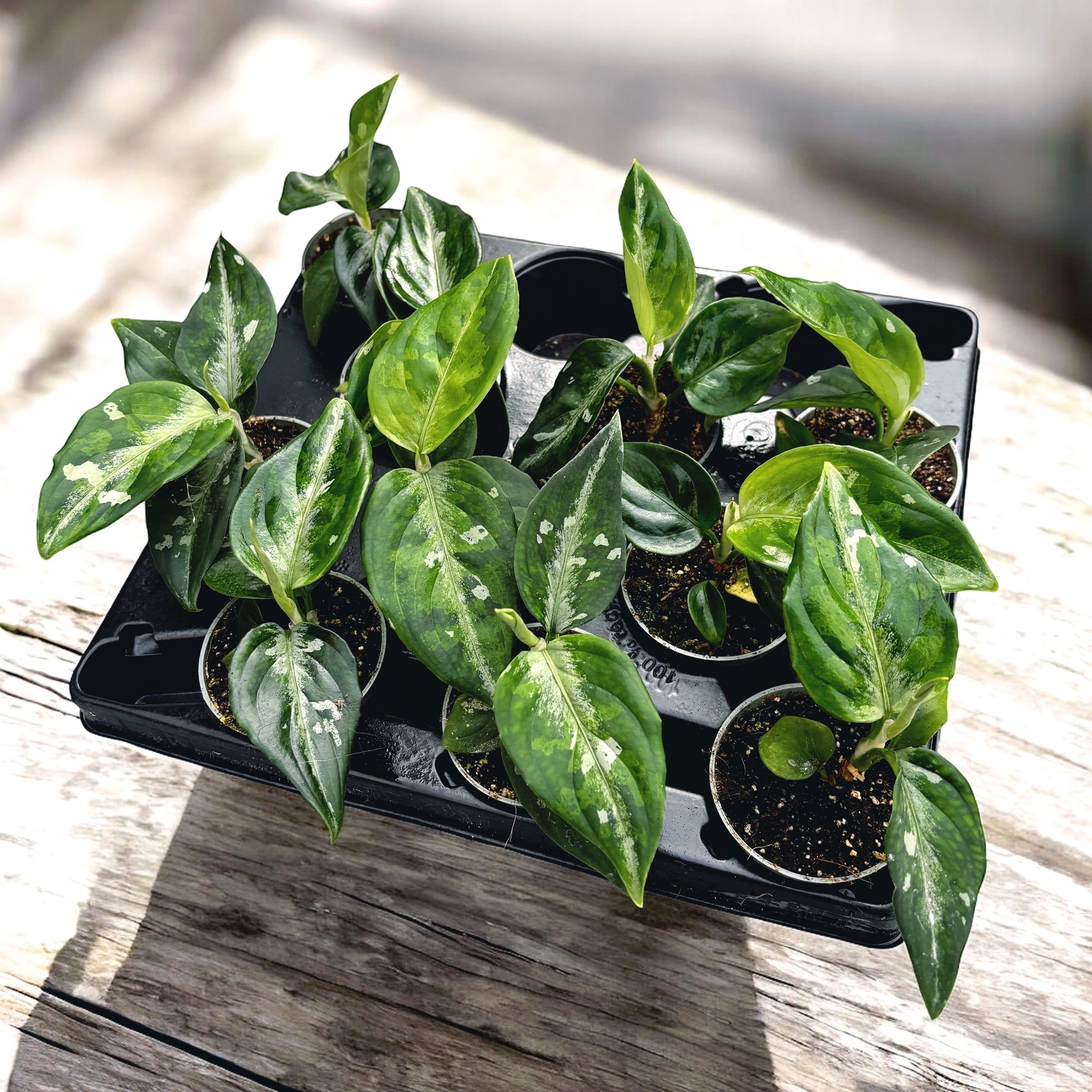 philodendron pictum Aglaonema pictum 'Tricolor' (młoda roślina) – Secret Garden Plant Shop