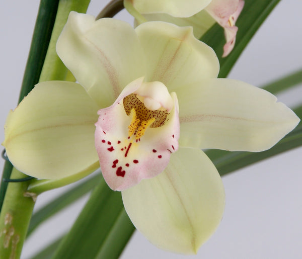 Cymbidium Let Flor