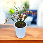 Oncidium Twinkle Cinnamon (Brons Fantasy) - intensely fragrant flowers