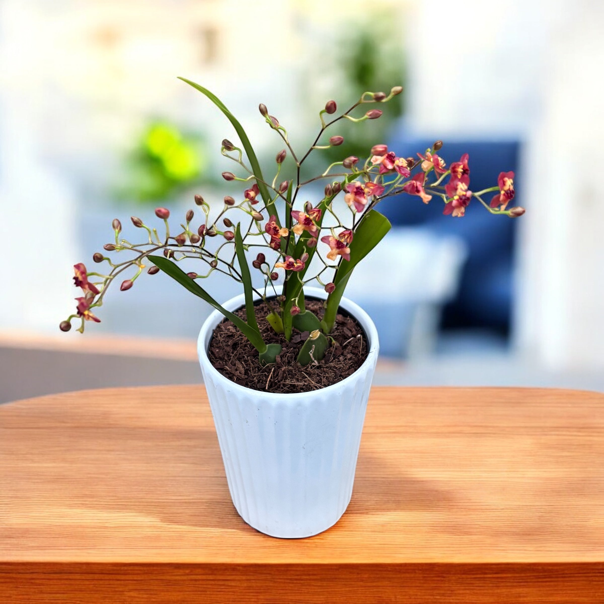 Oncidium Twinkle Cinnamon (Brons Fantasy) - intensely fragrant flowers