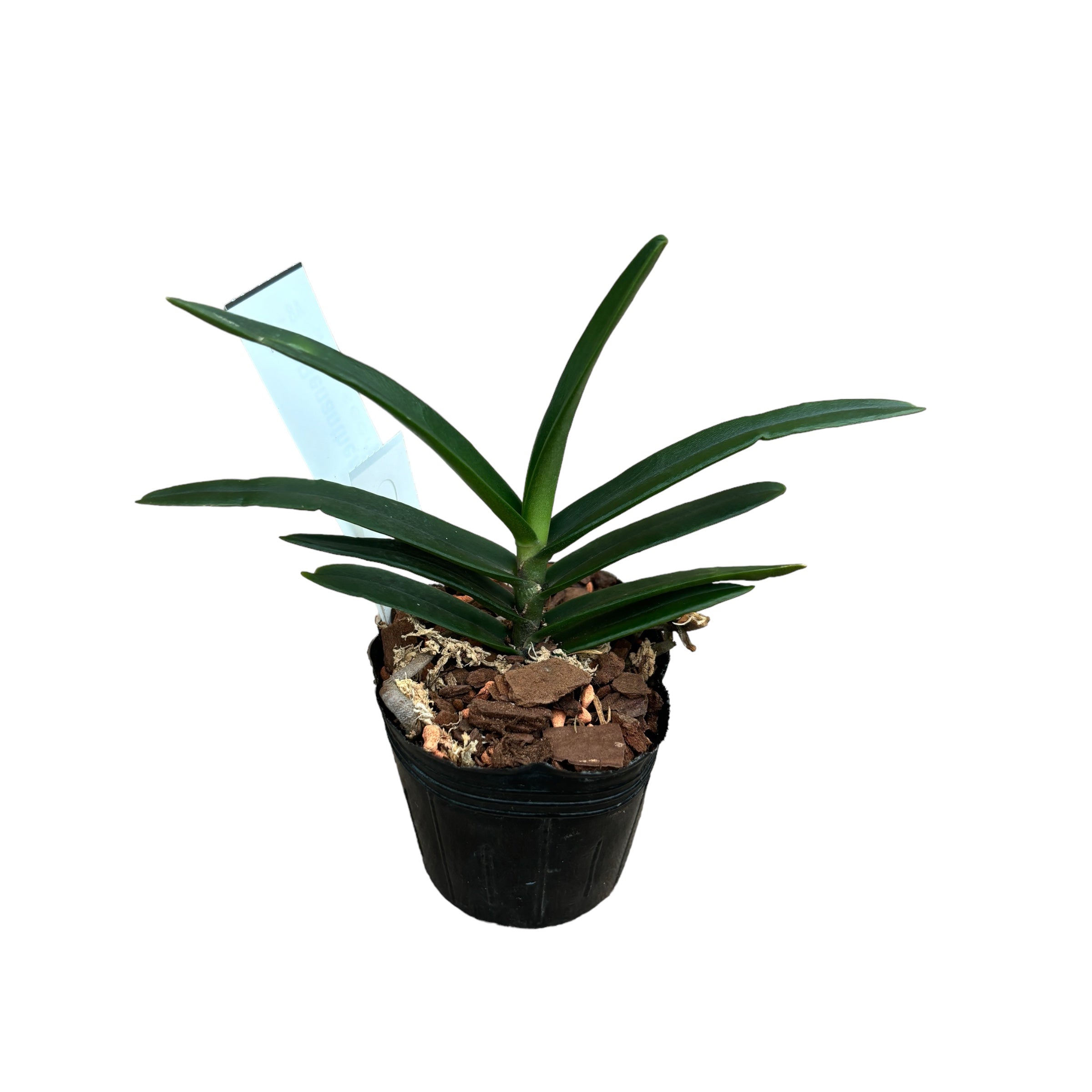 Renanthera monachica