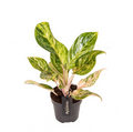 Aglaonema 'Peach Pearl' - 2pp