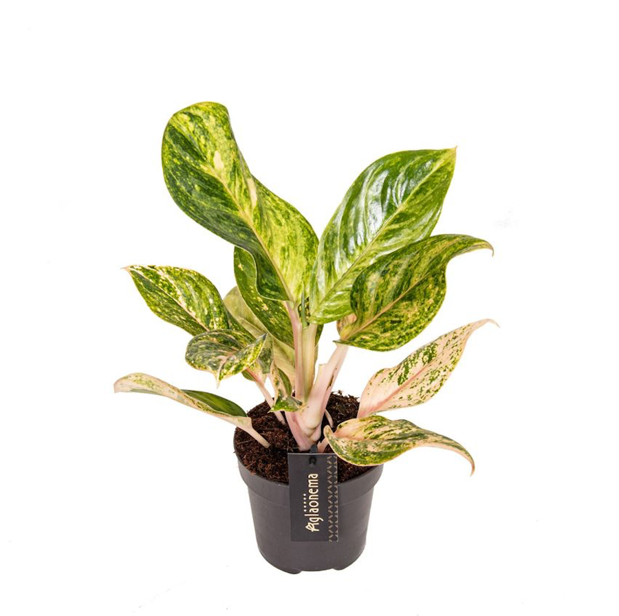 Aglaonema 'Peach Pearl' - 2pp