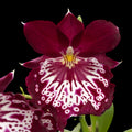 Miltoniopsis