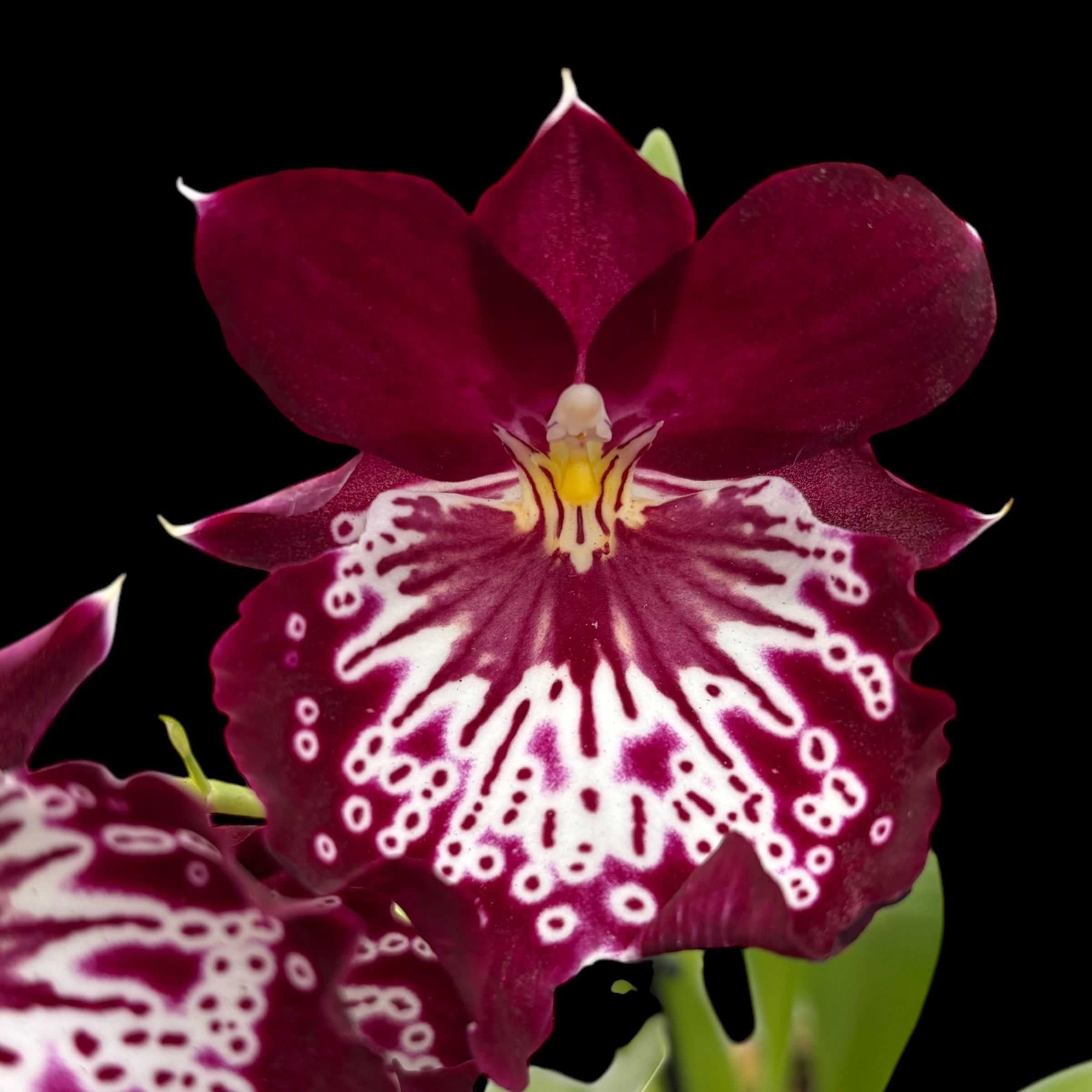 Miltoniopsis