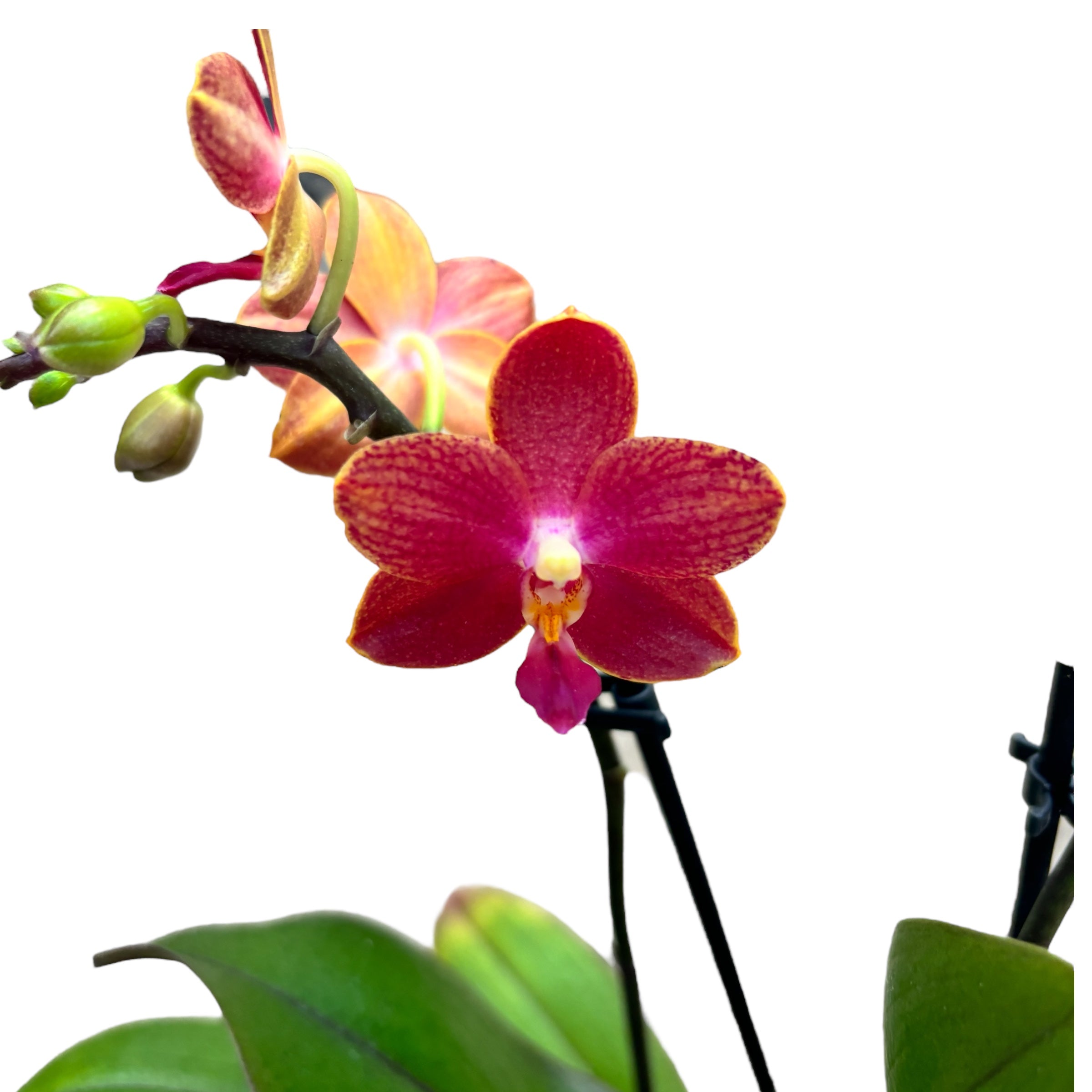 Phalaenopsis Target - flori parfumate