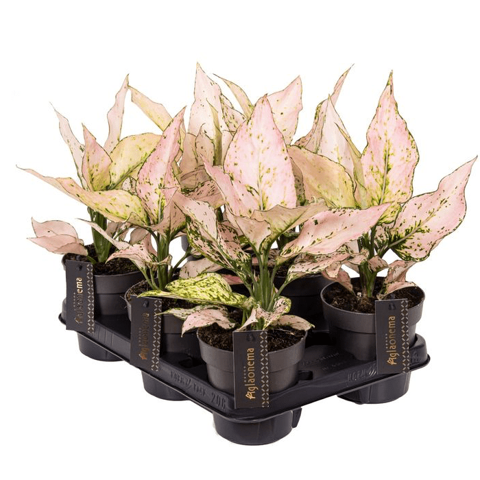 aglaonema pink vanilla Aglaonema 'Vanilla Baby' – Secret Garden Plant Shop