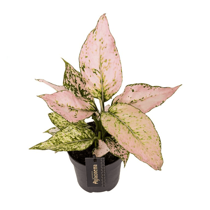 Aglaonema 'Vanilla Baby'