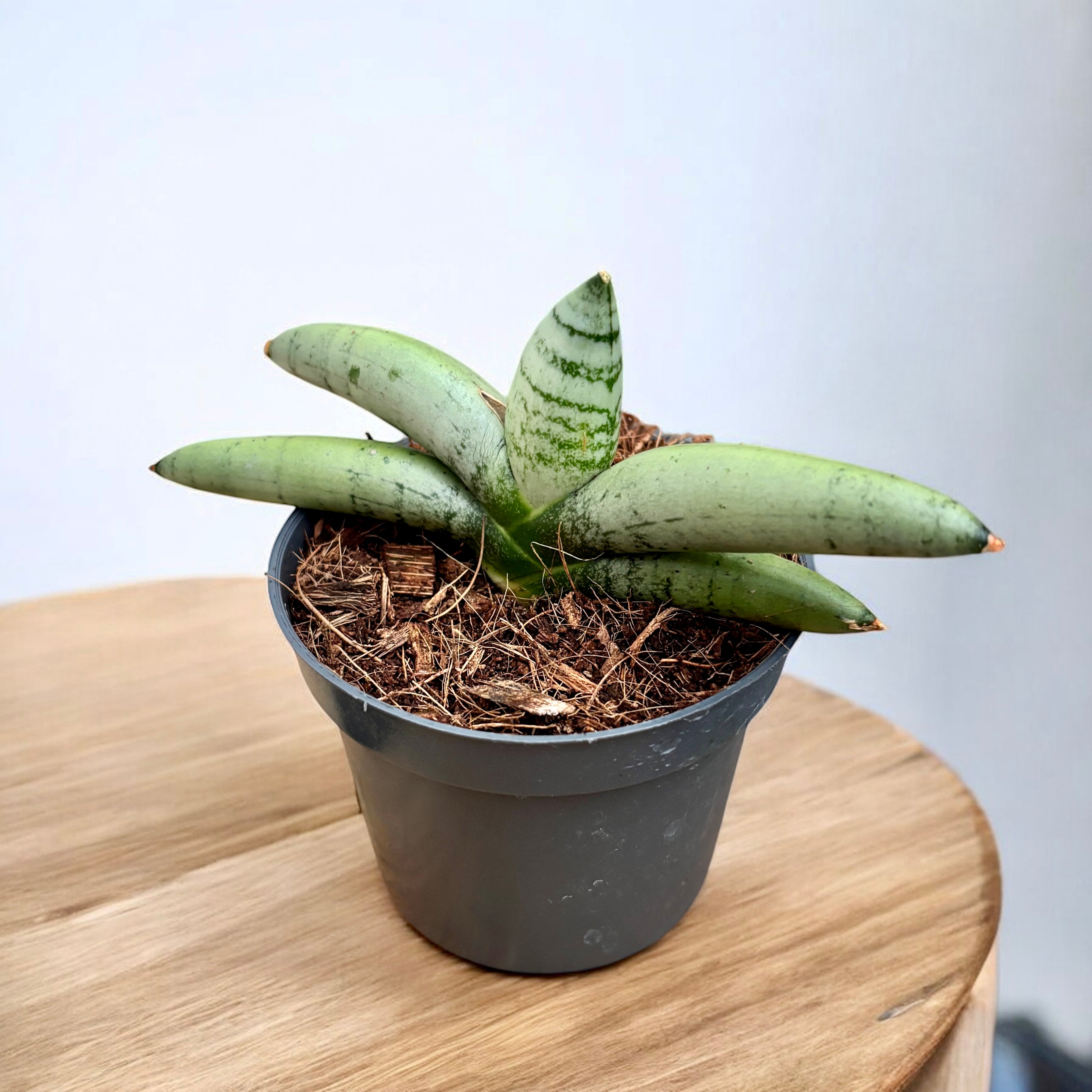 boncellensis sansevieria Sansevieria 'Platinum Boncellensis' – Secret Garden Plant Shop