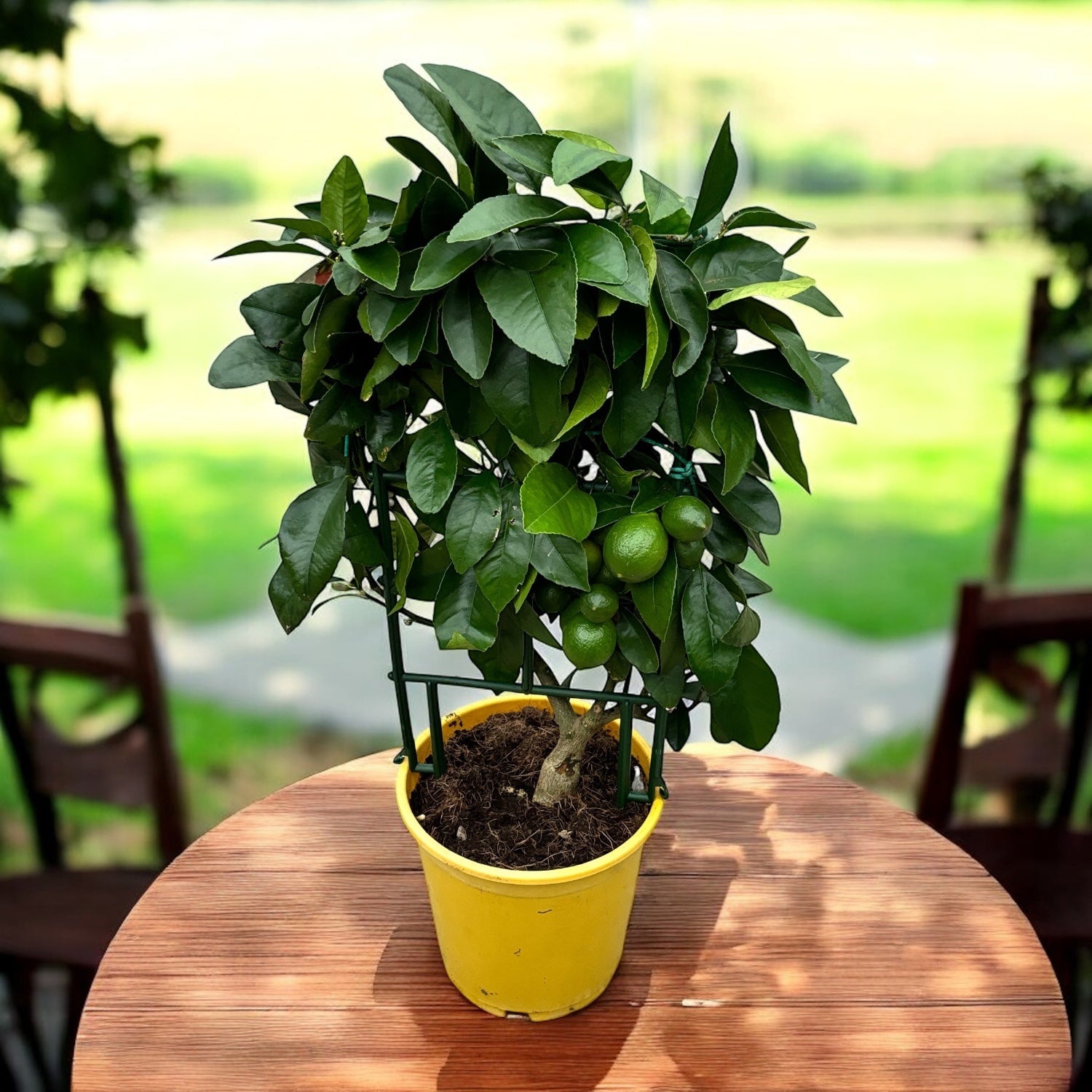 Lamai la ghiveci, Meyer Lemon Lisa (Citrina) - pe spalier