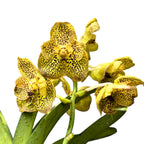 Vanda Sahara Spots (ANSU) - flori semipelorice