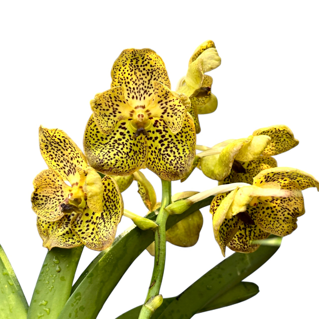 Vanda Sahara Spots (ANSU) - flori semipelorice