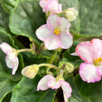 Saintpaulia Voila Pink - violetas bicolores rosas