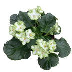 Green Violets - Saintpaulia Inova Xtra The Green
