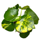 Peperomia polybotrya 'Raindrop' variegata