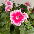 Pelargonium zonale ‘Moonlight® Katy’ - muscata compacta cu inflorire bogata
