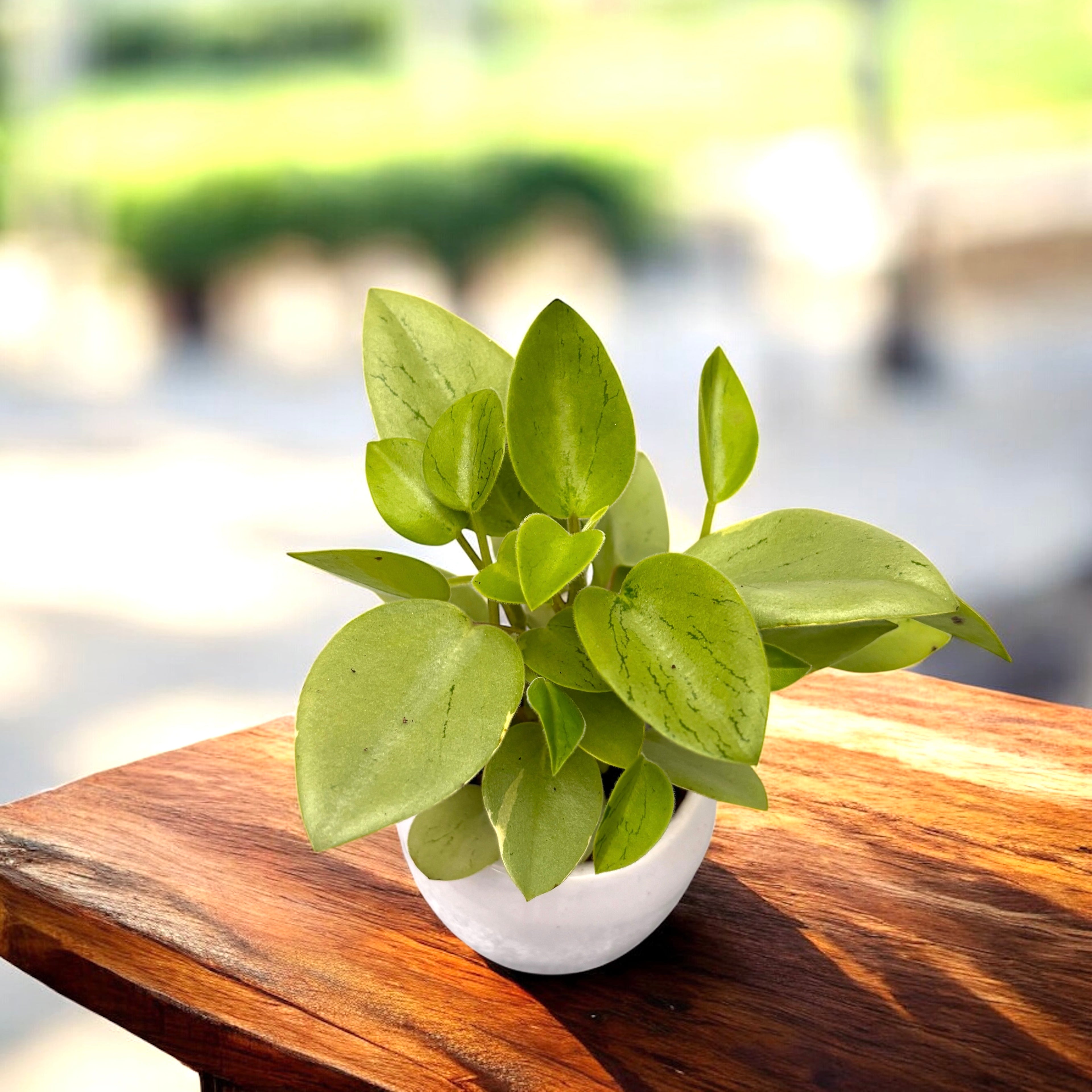 Peperomia Pixie Variegata (babyplant) -  bijuteria compacta cu frunzis pestrit